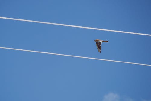 红尾鹰在蓝蓝的天空下飞 · 免费素材图片