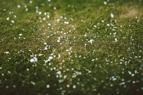 绿草的特写照片 · 免费素材图片