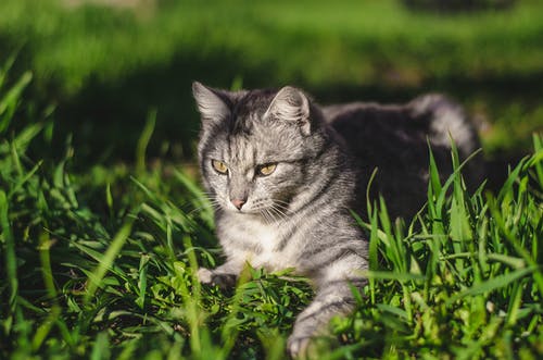 躺在绿草地上的银虎斑猫的焦点聚焦摄影 · 免费素材图片