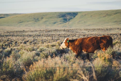 草原中间的棕色和白色牛 · 免费素材图片
