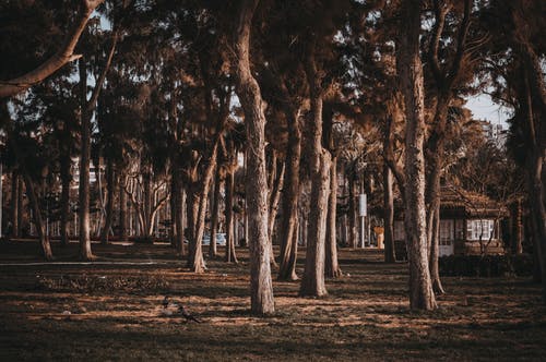 凉亭附近的树木 · 免费素材图片