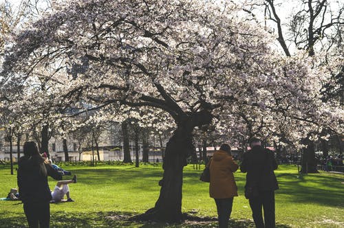 人们在白花树下拍照 · 免费素材图片
