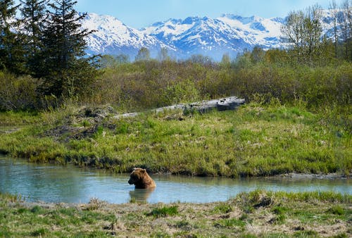 棕熊在河里 · 免费素材图片