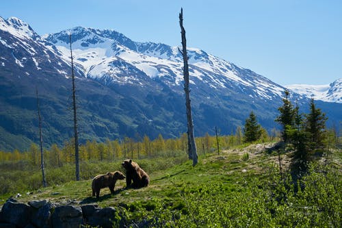 在草地上的两只棕熊 · 免费素材图片