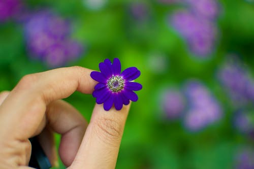 白天盛开紫色花瓣的花的人 · 免费素材图片