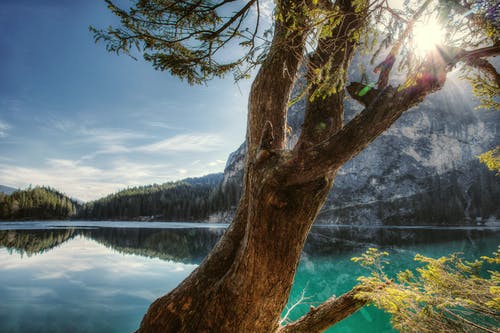 树和海的风景摄影 · 免费素材图片