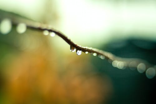 倾斜移位镜头摄影中植物树枝上的水滴 · 免费素材图片