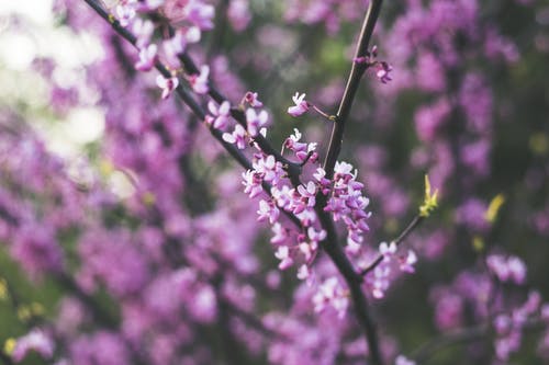 紫色和白色的花朵 · 免费素材图片