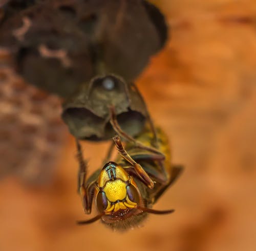 蜜蜂的宏观摄影 · 免费素材图片