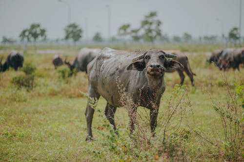 在绿色草地上的水牛 · 免费素材图片