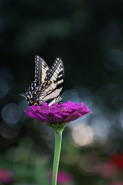 蝴蝶栖息在紫花上 · 免费素材图片