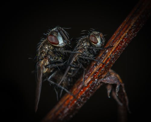 苍蝇的宏观摄影 · 免费素材图片