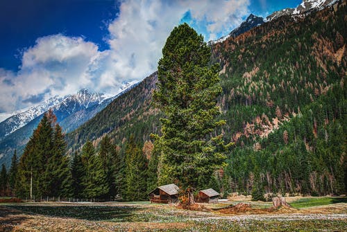 杉树山摄影 · 免费素材图片