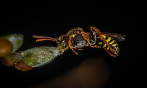 黄蜂的宏观摄影 · 免费素材图片