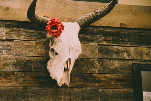 用红玫瑰装饰墙上的动物头骨 · 免费素材图片