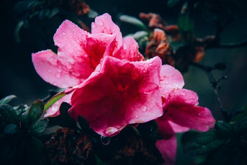 粉红色的花，有液滴的特写摄影 · 免费素材图片