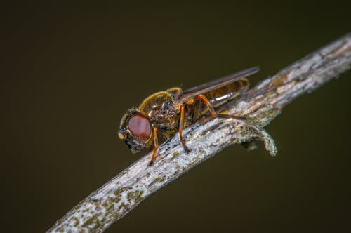 气垫蝇 · 免费素材图片