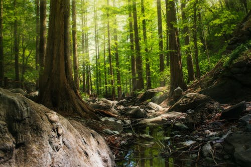 白天森林摄影 · 免费素材图片