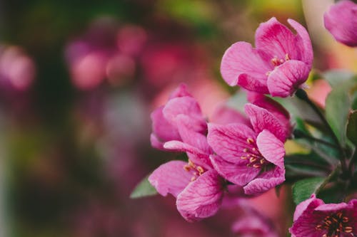 紫色的花的特写摄影 · 免费素材图片