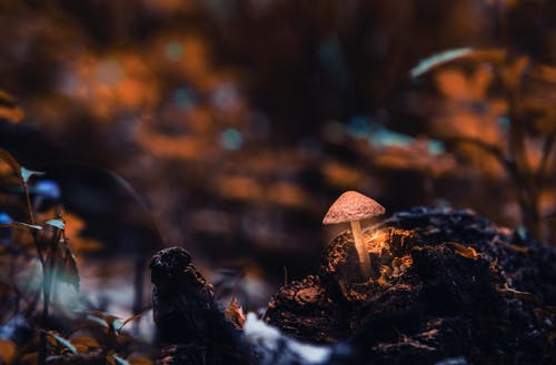 蘑菇微距摄影 · 免费素材图片