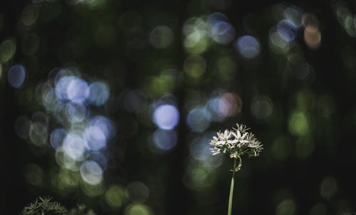 花的特写摄影 · 免费素材图片