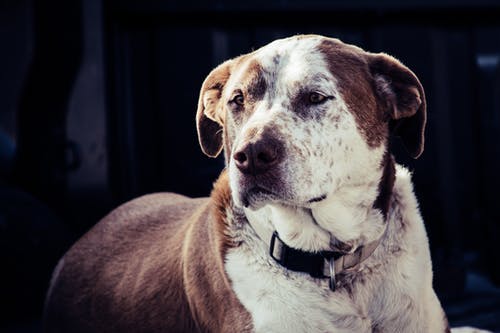 成人白色和棕色美国斗牛犬 · 免费素材图片