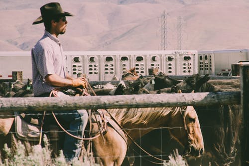 人骑乘马的摄影 · 免费素材图片