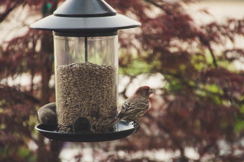 雀科栖息在喂鸟器上的选择性聚焦摄影 · 免费素材图片