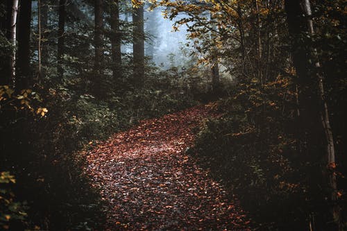 森林摄影 · 免费素材图片