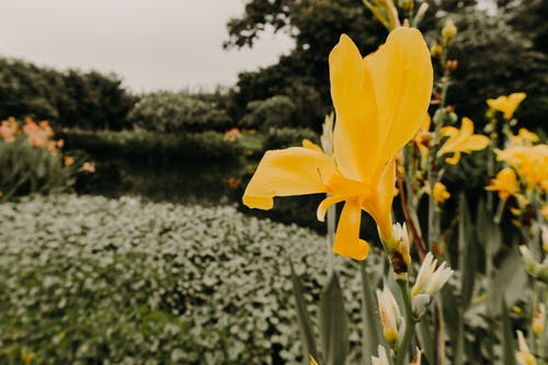黄花的选择性聚焦摄影 · 免费素材图片