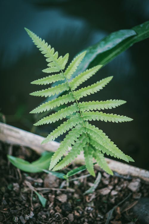 蕨植物的特写摄影 · 免费素材图片