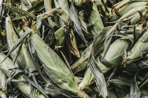 玉米皮 · 免费素材图片
