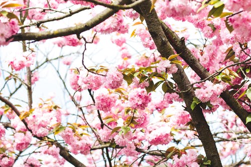 树上的粉红色花朵摄影 · 免费素材图片
