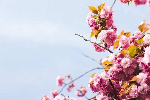 粉红色的花朵的特写摄影 · 免费素材图片