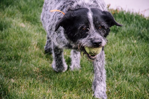 钢丝毛白色和黑色狗与网球 · 免费素材图片