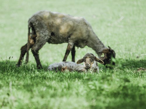 浅焦点摄影的灰山羊 · 免费素材图片