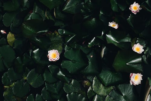 白莲花 · 免费素材图片