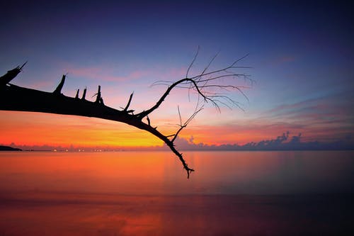 在日落期间水体附近的光秃秃的树枝 · 免费素材图片