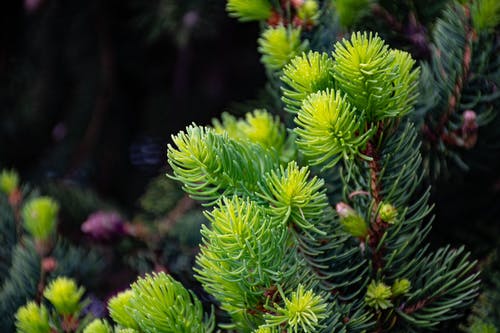绿叶植物照片 · 免费素材图片