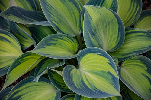 绿色和蓝色的叶子植物 · 免费素材图片