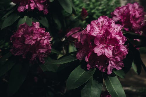 粉红色的花瓣花摄影 · 免费素材图片