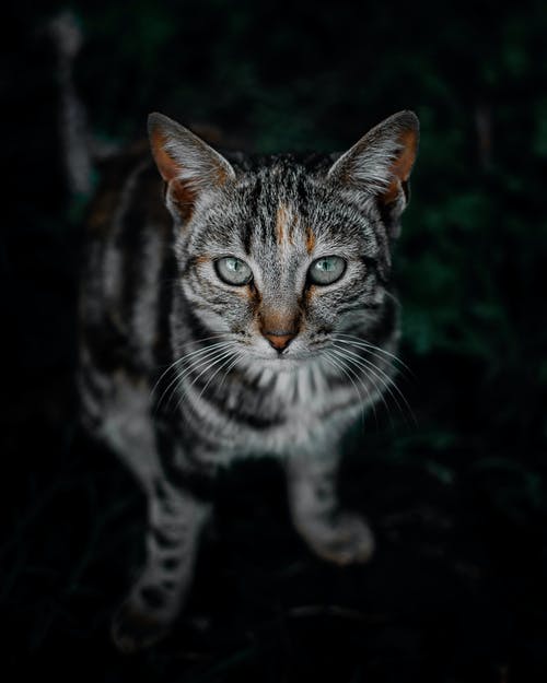 棕色虎斑猫的选择性焦点照片 · 免费素材图片