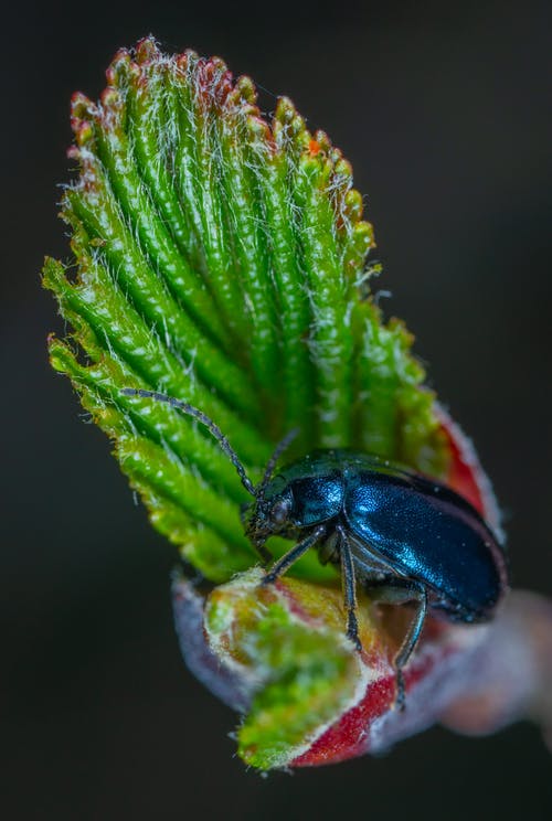 黑甲虫 · 免费素材图片