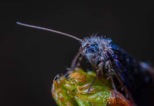 蓝色昆虫的宏观摄影 · 免费素材图片