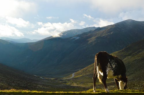 布朗牛吃草 · 免费素材图片