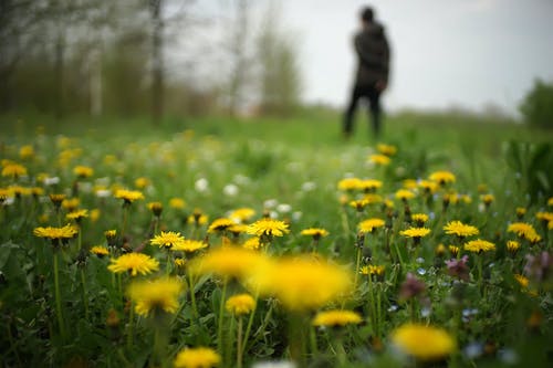 浅焦点黄色雏菊 · 免费素材图片
