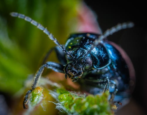 珠宝甲虫的选择性聚焦摄影 · 免费素材图片