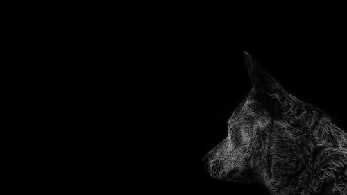 灰狼 · 免费素材图片