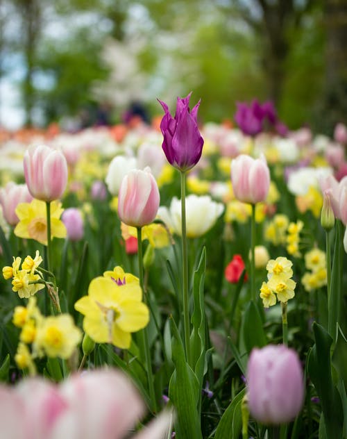 郁金香花的景深摄影 · 免费素材图片