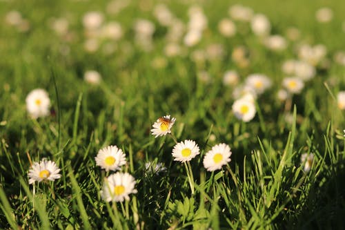 白天在白花上栖息的棕色昆虫的选择性聚焦照片 · 免费素材图片